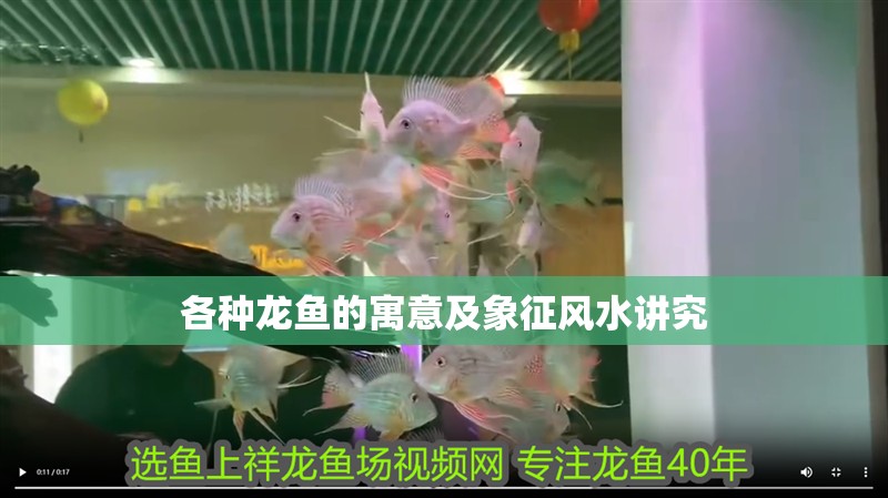 各種龍魚的寓意及象征風水講究