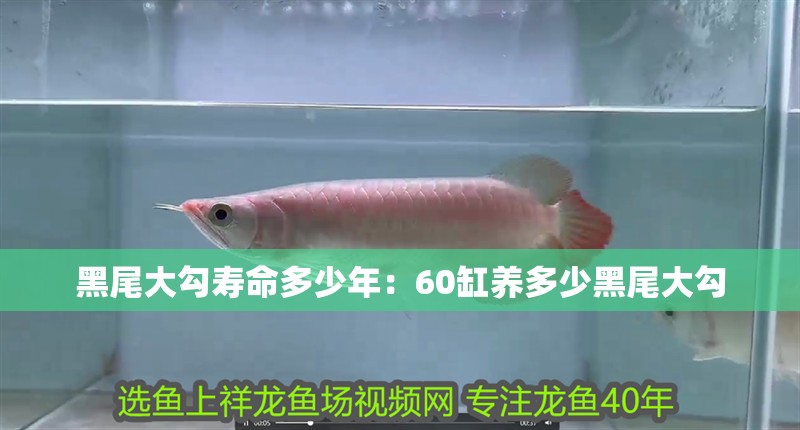 黑尾大勾壽命多少年：60缸養(yǎng)多少黑尾大勾