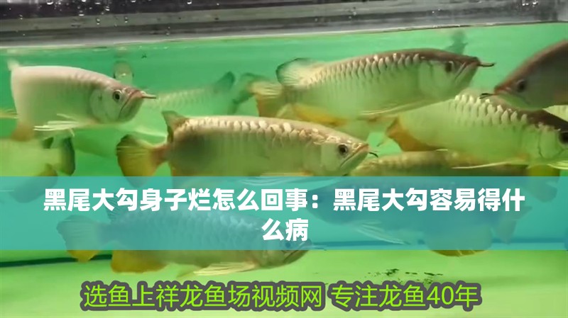 黑尾大勾身子爛怎么回事:黑尾大勾容易得什么病 龍魚百科 第1張 黑尾大勾身子爛怎么回事:黑尾大勾容易得什么病 黑尾大勾身子爛怎么回事:黑尾大勾容易得什么病 龍魚百科 第1張