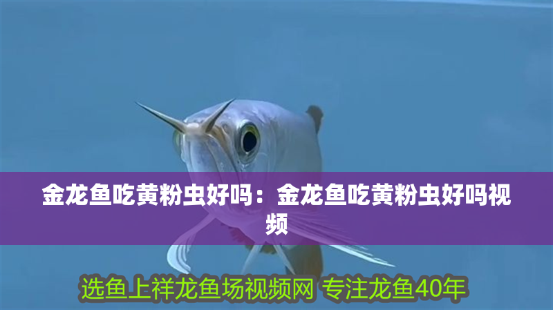 金龍魚吃黃粉蟲好嗎：金龍魚吃黃粉蟲好嗎視頻