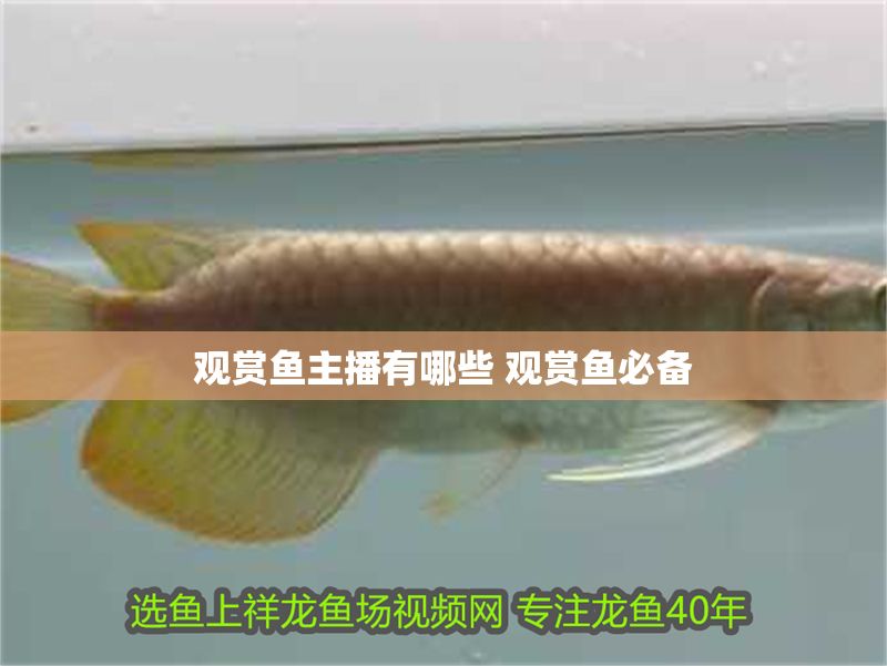 觀賞魚主播有哪些 觀賞魚必備