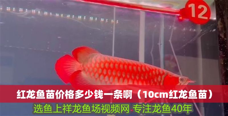 紅龍魚苗價格多少錢一條啊（10cm紅龍魚苗）