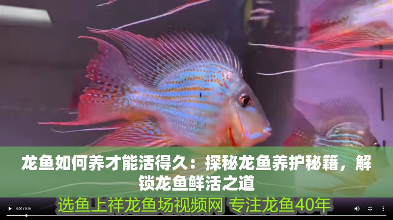 龍魚如何養才能活得久：探秘龍魚養護秘籍，解鎖龍魚鮮活之道