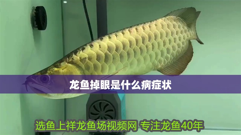 龍魚掉眼是什么病癥狀 龍魚掉眼是什么病癥狀 龍魚百科 第2張