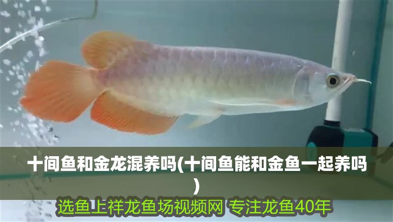 十間魚和金龍混養嗎(十間魚能和金魚一起養嗎)