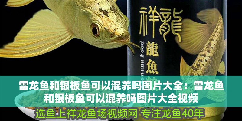 雷龍魚和銀板魚可以混養(yǎng)嗎圖片大全：雷龍魚和銀板魚可以混養(yǎng)嗎圖片大全視頻