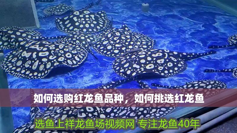 如何選購紅龍魚品種,如何挑選紅龍魚 龍魚百科 第2張 如何選購紅龍魚品種,如何挑選紅龍魚 如何選購紅龍魚品種,如何挑選紅龍魚 龍魚百科 第2張