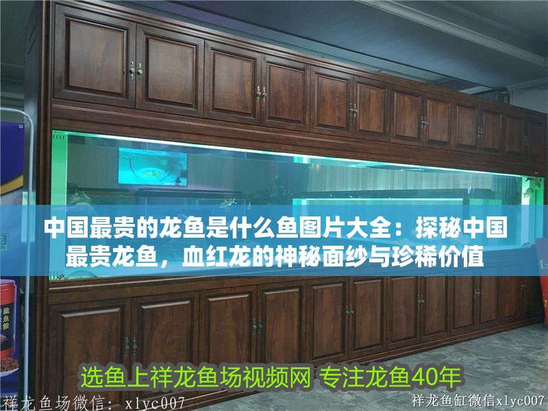 中國最貴的龍魚是什么魚圖片大全：探秘中國最貴龍魚，血紅龍的神秘面紗與珍稀價值