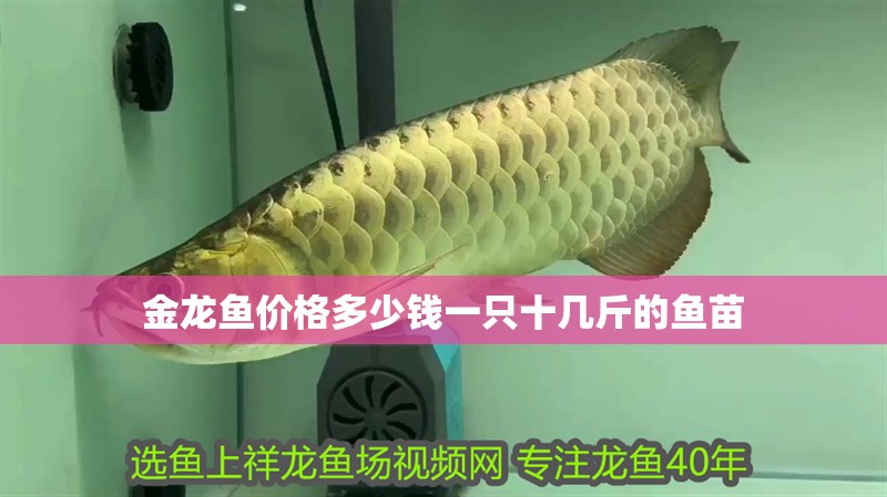 金龍魚價格多少錢一只十幾斤的魚苗