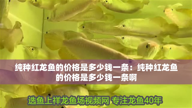 純種紅龍魚的價(jià)格是多少錢一條：純種紅龍魚的價(jià)格是多少錢一條啊