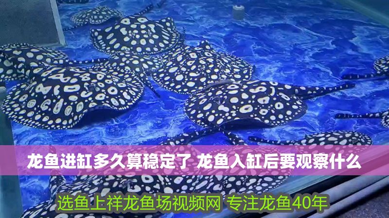 龍魚進缸多久算穩定了 龍魚入缸后要觀察什么