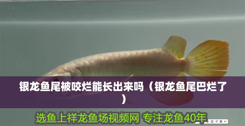 銀龍魚尾被咬爛能長出來嗎（銀龍魚尾巴爛了）