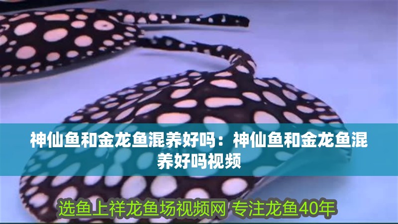 神仙魚和金龍魚混養好嗎：神仙魚和金龍魚混養好嗎視頻