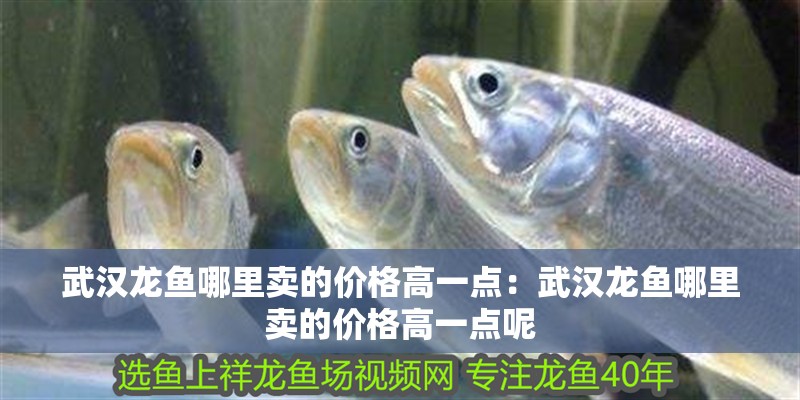 武漢龍魚哪里賣的價格高一點：武漢龍魚哪里賣的價格高一點呢