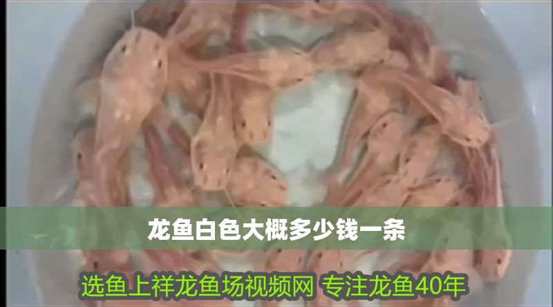 龍魚白色大概多少錢一條