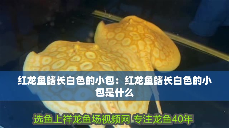 紅龍魚鰭長白色的小包：紅龍魚鰭長白色的小包是什么