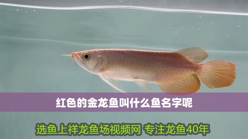 紅色的金龍魚叫什么魚名字呢 紅色的金龍魚叫什么魚名字呢 龍魚百科 第1張