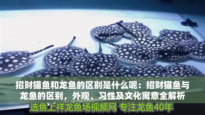 招財貓魚和龍魚的區(qū)別是什么呢：招財貓魚與龍魚的區(qū)別，外觀、習(xí)性及文化寓意全解析