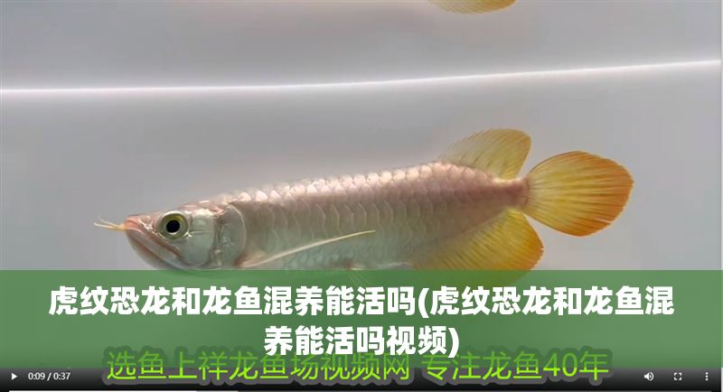 虎紋恐龍和龍魚混養能活嗎(虎紋恐龍和龍魚混養能活嗎視頻)