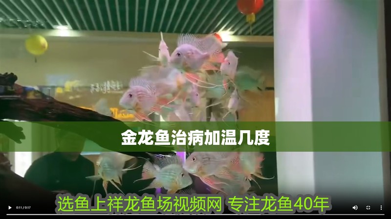 金龍魚治病加溫幾度