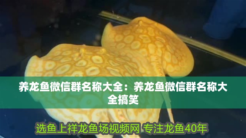 養(yǎng)龍魚微信群名稱大全：養(yǎng)龍魚微信群名稱大全搞笑