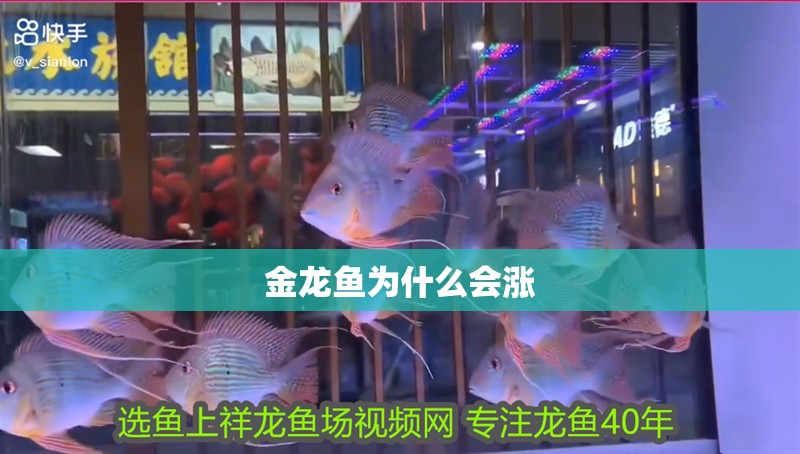 金龍魚為什么會漲