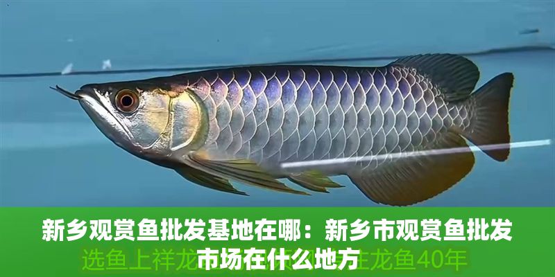 新鄉觀賞魚批發基地在哪：新鄉市觀賞魚批發市場在什么地方