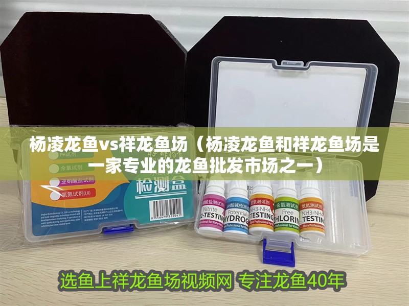 楊凌龍魚vs祥龍魚場（楊凌龍魚和祥龍魚場是一家專業(yè)的龍魚批發(fā)市場之一）