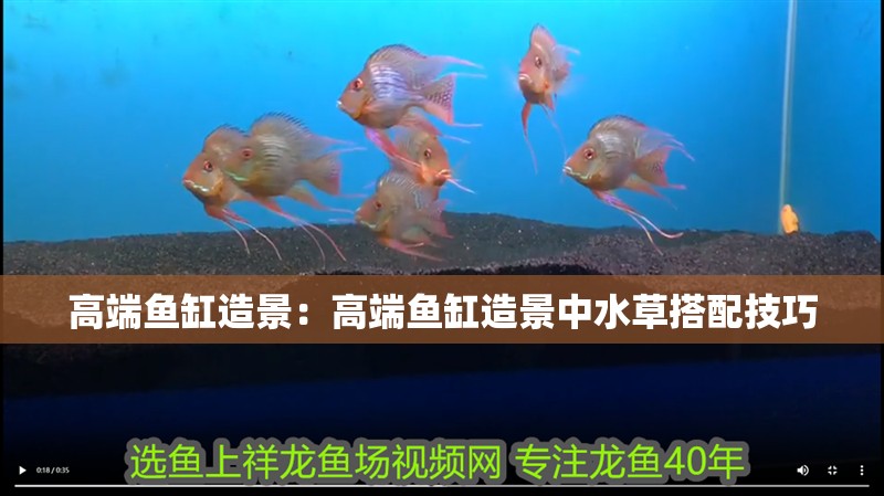 高端魚缸造景：高端魚缸造景中水草搭配技巧