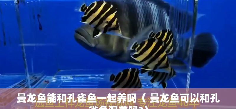 曼龍魚能和孔雀魚一起養嗎（ 曼龍魚可以和孔雀魚混養嗎?）