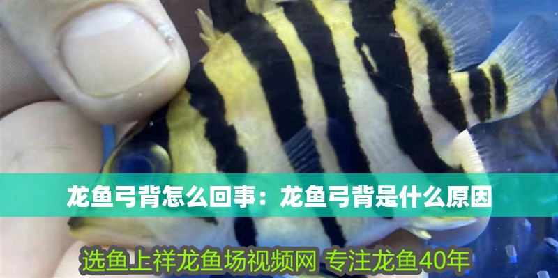 龍魚(yú)弓背怎么回事：龍魚(yú)弓背是什么原因