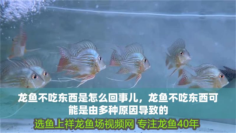 龍魚不吃東西是怎么回事兒，龍魚不吃東西可能是由多種原因?qū)е碌? title=