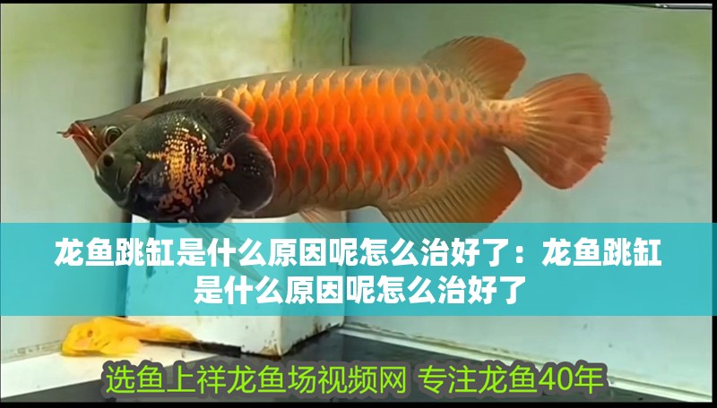 龍魚(yú)跳缸是什么原因呢怎么治好了：龍魚(yú)跳缸是什么原因呢怎么治好了