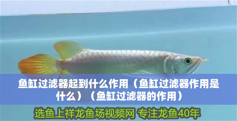魚缸過濾器起到什么作用（魚缸過濾器作用是什么）（魚缸過濾器的作用）