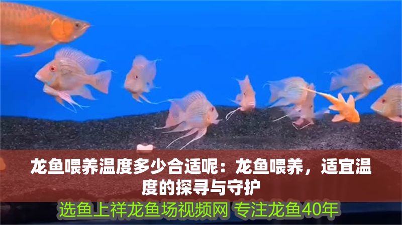 龍魚喂養(yǎng)溫度多少合適呢：龍魚喂養(yǎng)，適宜溫度的探尋與守護(hù)