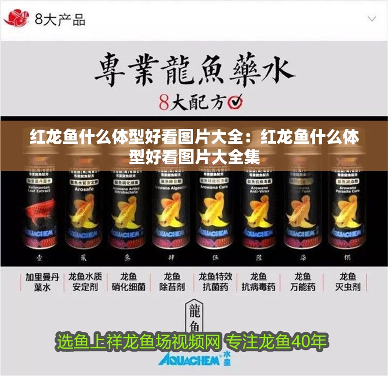 紅龍魚什么體型好看圖片大全：紅龍魚什么體型好看圖片大全集