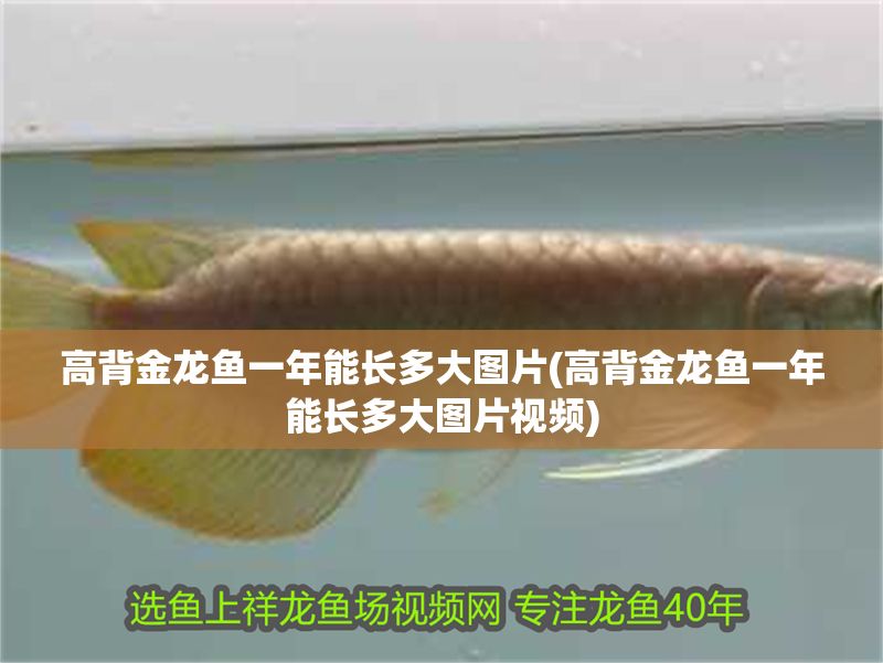 高背金龍魚一年能長多大圖片(高背金龍魚一年能長多大圖片視頻)