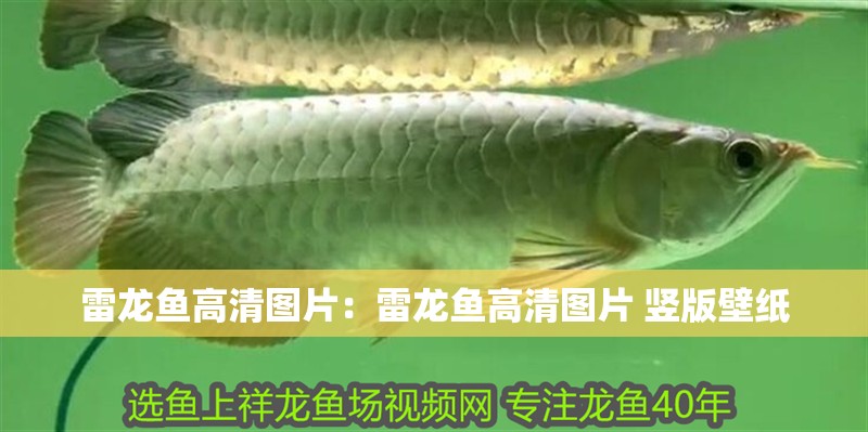 雷龍魚高清圖片：雷龍魚高清圖片 豎版壁紙