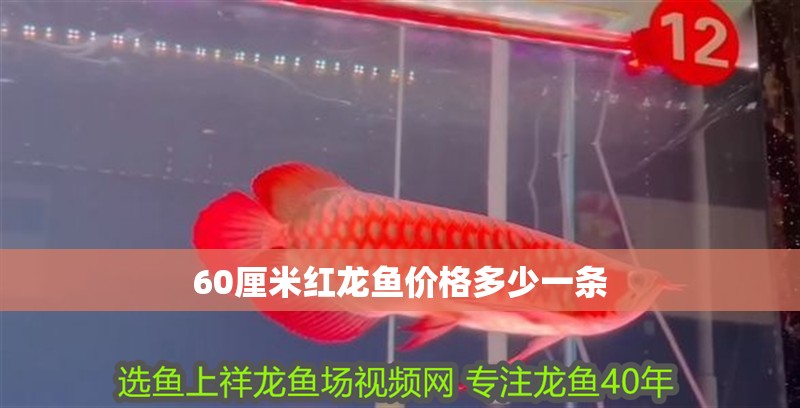 60厘米紅龍魚價格多少一條