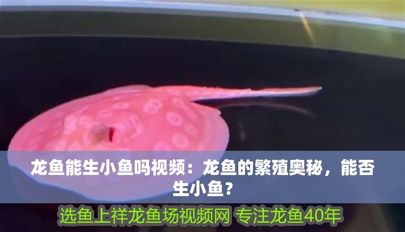 龍魚能生小魚嗎視頻：龍魚的繁殖奧秘，能否生小魚？ 龍魚能生小魚嗎視頻：龍魚的繁殖奧秘，能否生小魚？ 龍魚百科 第1張