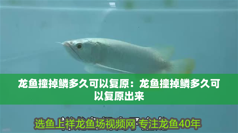 龍魚撞掉鱗多久可以復原：龍魚撞掉鱗多久可以復原出來 龍魚撞掉鱗多久可以復原：龍魚撞掉鱗多久可以復原出來 水族問答