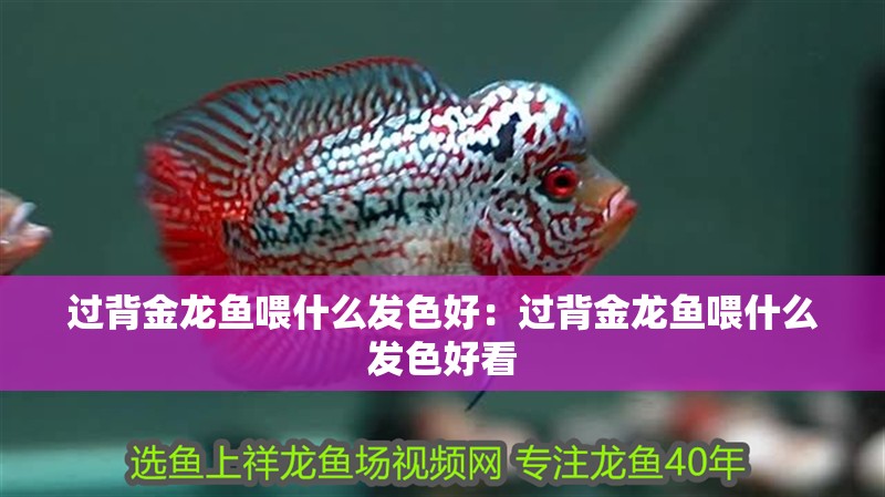 過背金龍魚喂什么發色好：過背金龍魚喂什么發色好看