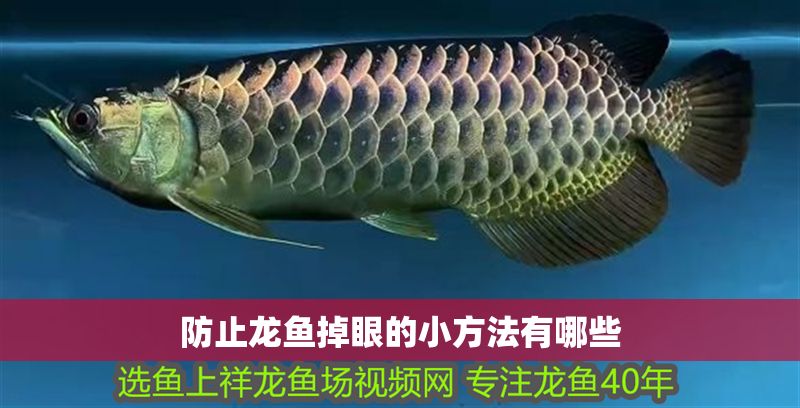 防止龍魚掉眼的小方法有哪些