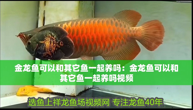 金龍魚(yú)可以和其它魚(yú)一起養(yǎng)嗎：金龍魚(yú)可以和其它魚(yú)一起養(yǎng)嗎視頻