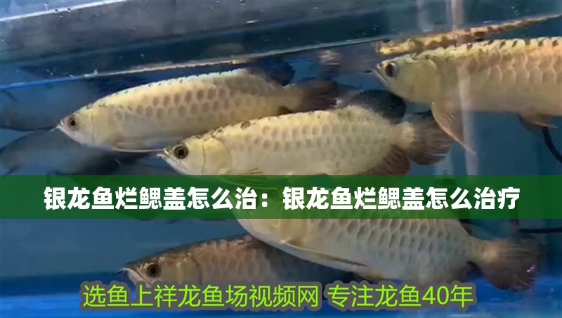 銀龍魚爛鰓蓋怎么治：銀龍魚爛鰓蓋怎么治療