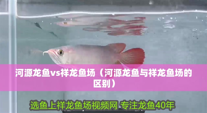 河源龍魚vs祥龍魚場（河源龍魚與祥龍魚場的區別）