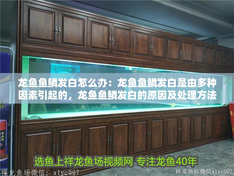龍魚魚鱗發(fā)白怎么辦：龍魚魚鱗發(fā)白是由多種因素引起的，龍魚魚鱗發(fā)白的原因及處理方法