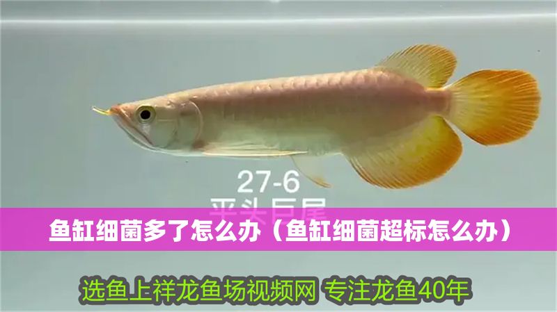 魚缸細菌多了怎么辦（魚缸細菌超標怎么辦）