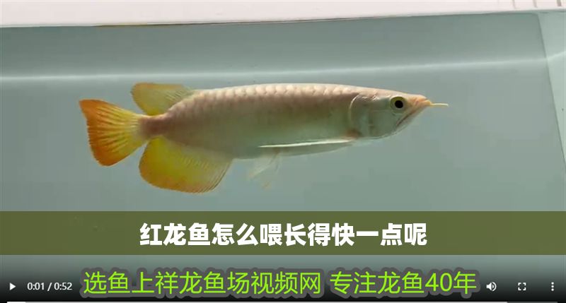 紅龍魚怎么喂長得快一點呢