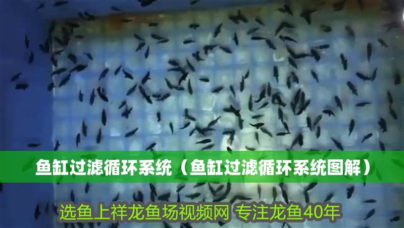 魚缸過濾循環系統（魚缸過濾循環系統圖解）